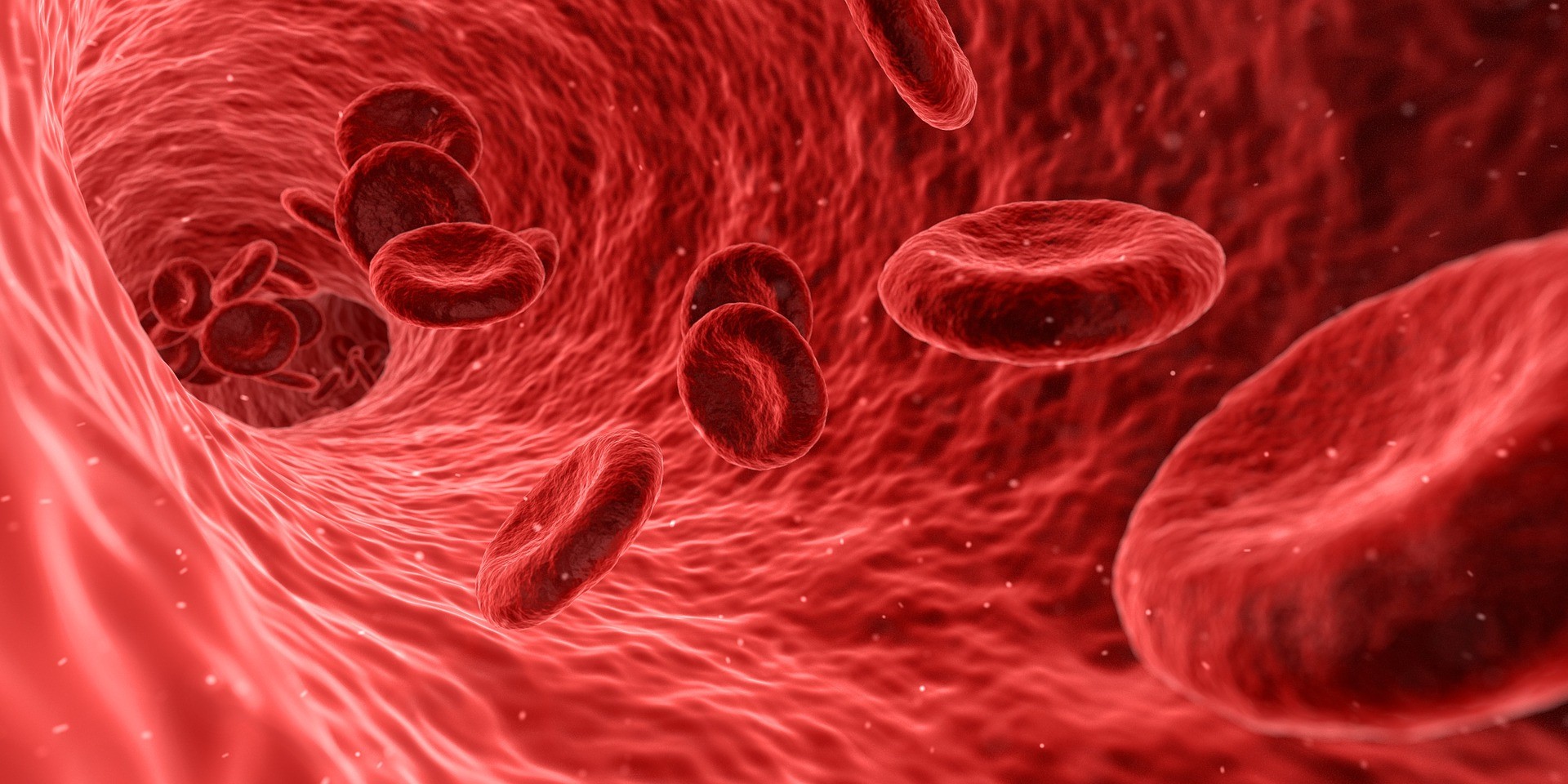 What Does Blood Look Like Under A Microscope An Online Hobby 