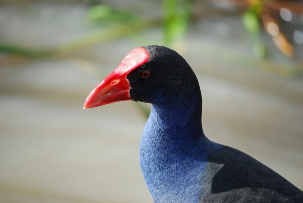 Purple Gallinule staring