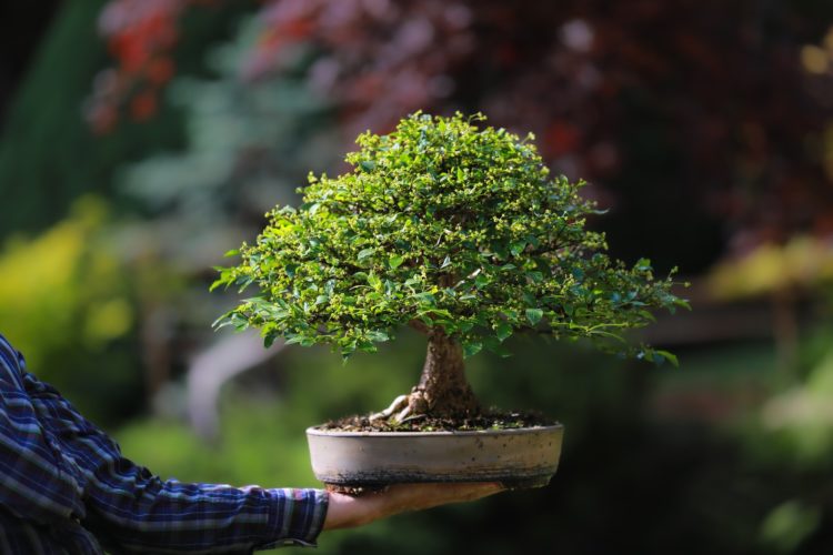 bonsai tree garden