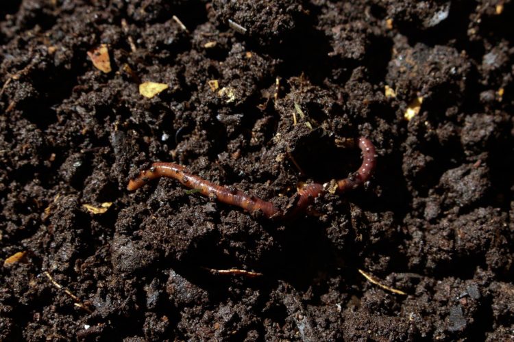 worm composting