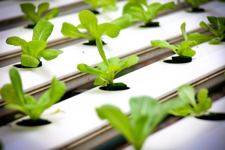 small hydroponic garden