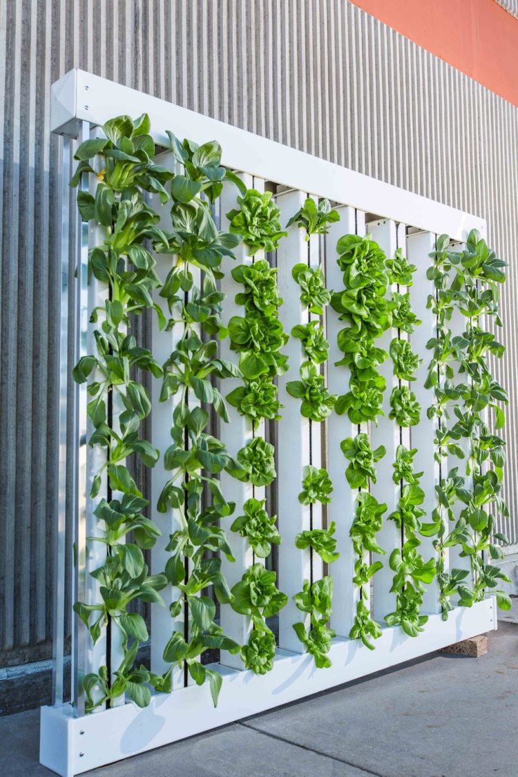 plants growing in vertical farm